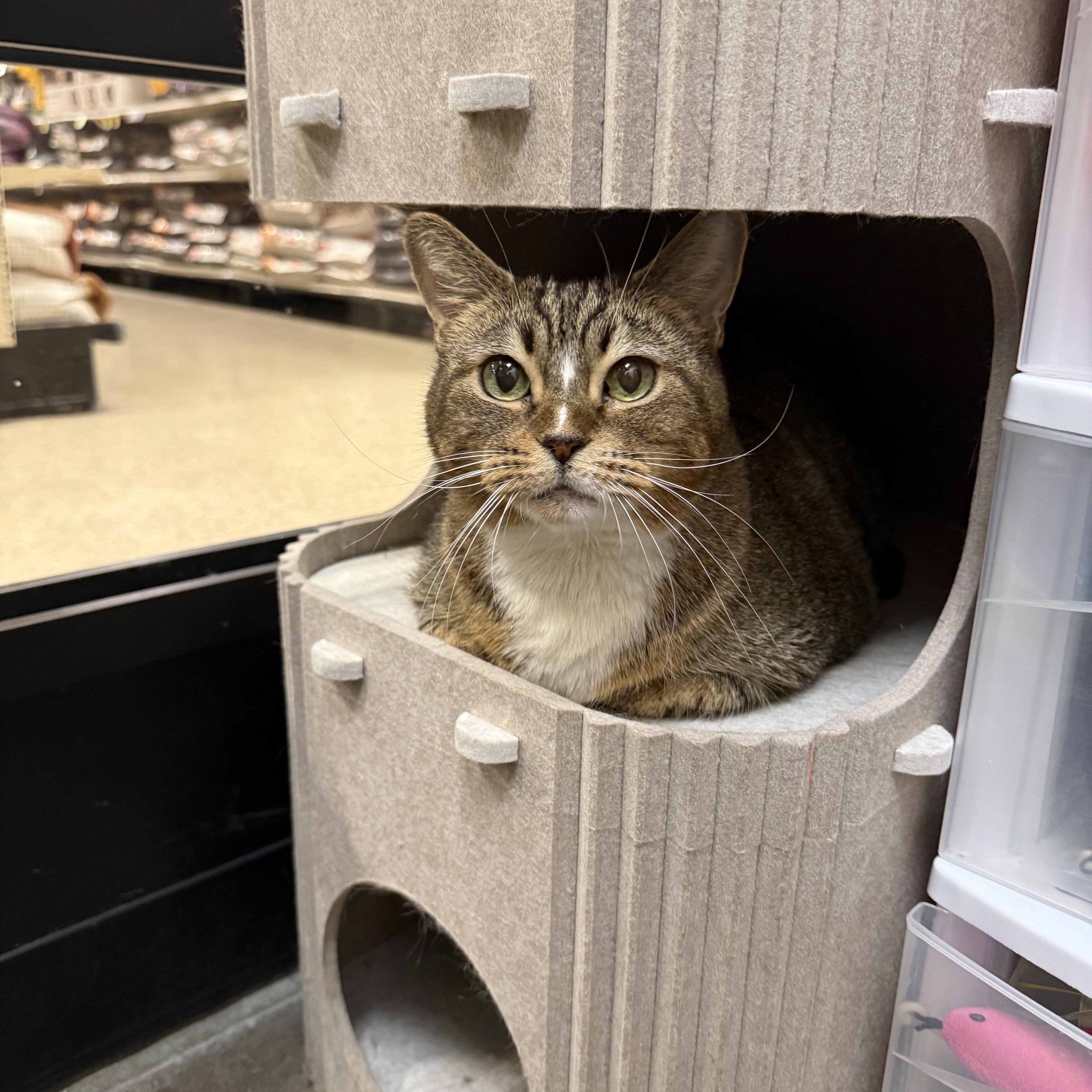 Enlarge Sadey, a Adoptable Domestic Short Hair in Chandler, AZ image 6/6