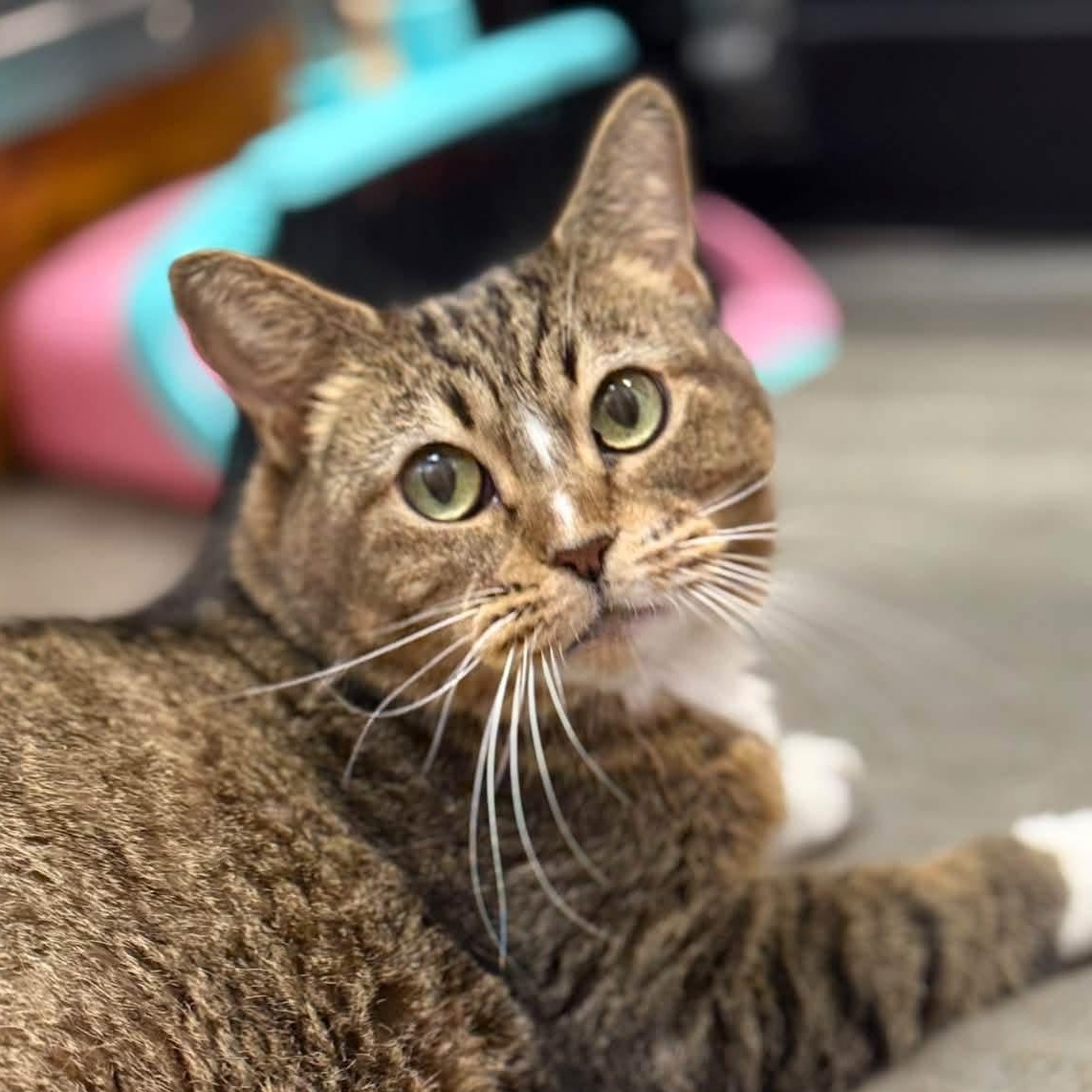 Sadey, Adoptable, Adult Female Domestic Short Hair.