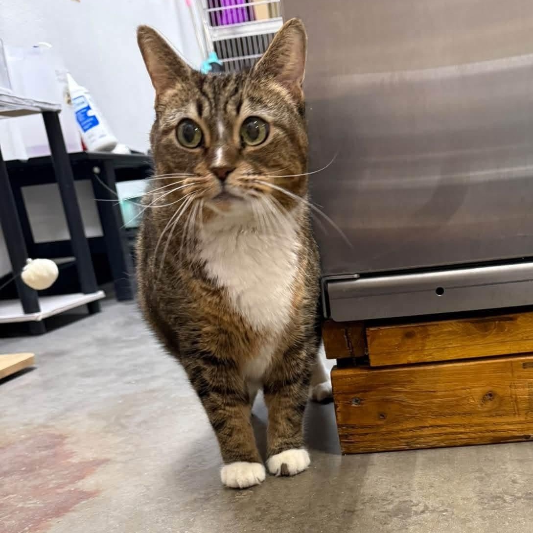 Enlarge Sadey, a Adoptable Domestic Short Hair in Chandler, AZ image 4/6