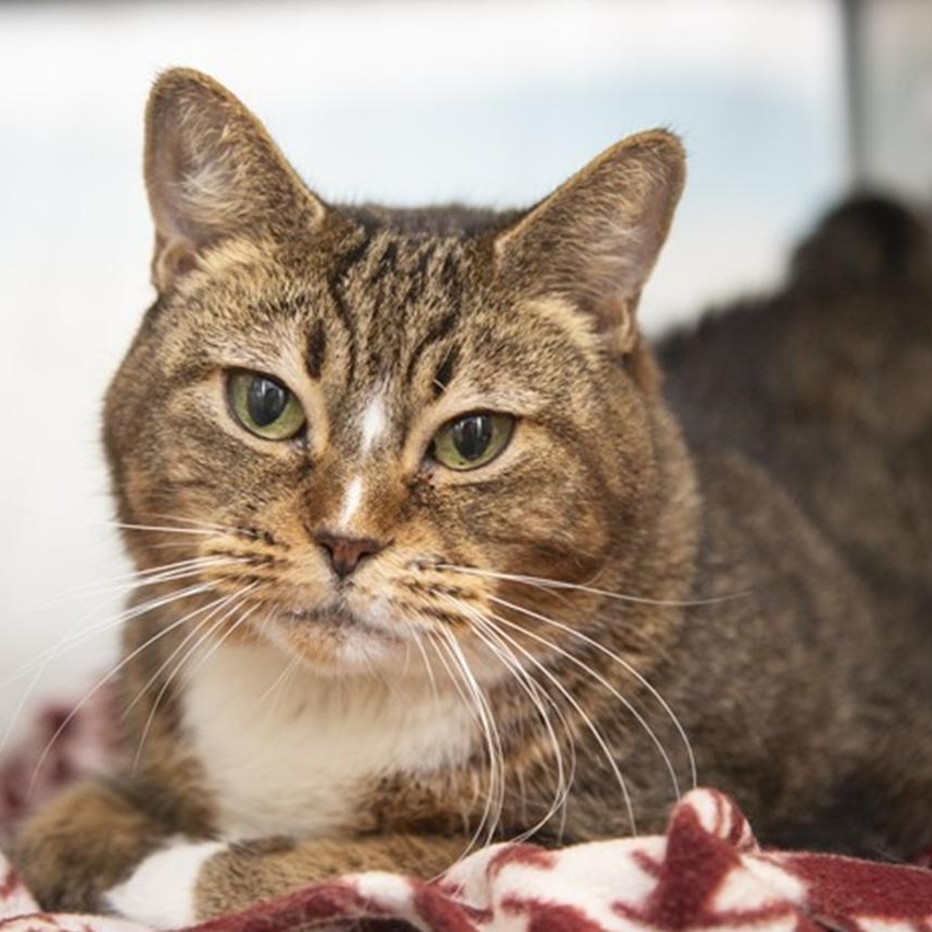 Enlarge Sadey, a Adoptable Domestic Short Hair in Chandler, AZ image 3/6