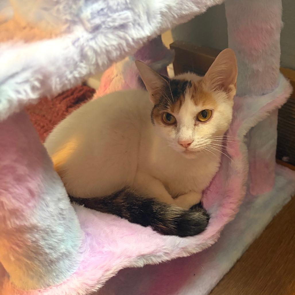 Enlarge Boots, a Adoptable Domestic Short Hair in Gibsonia, PA image 1/6