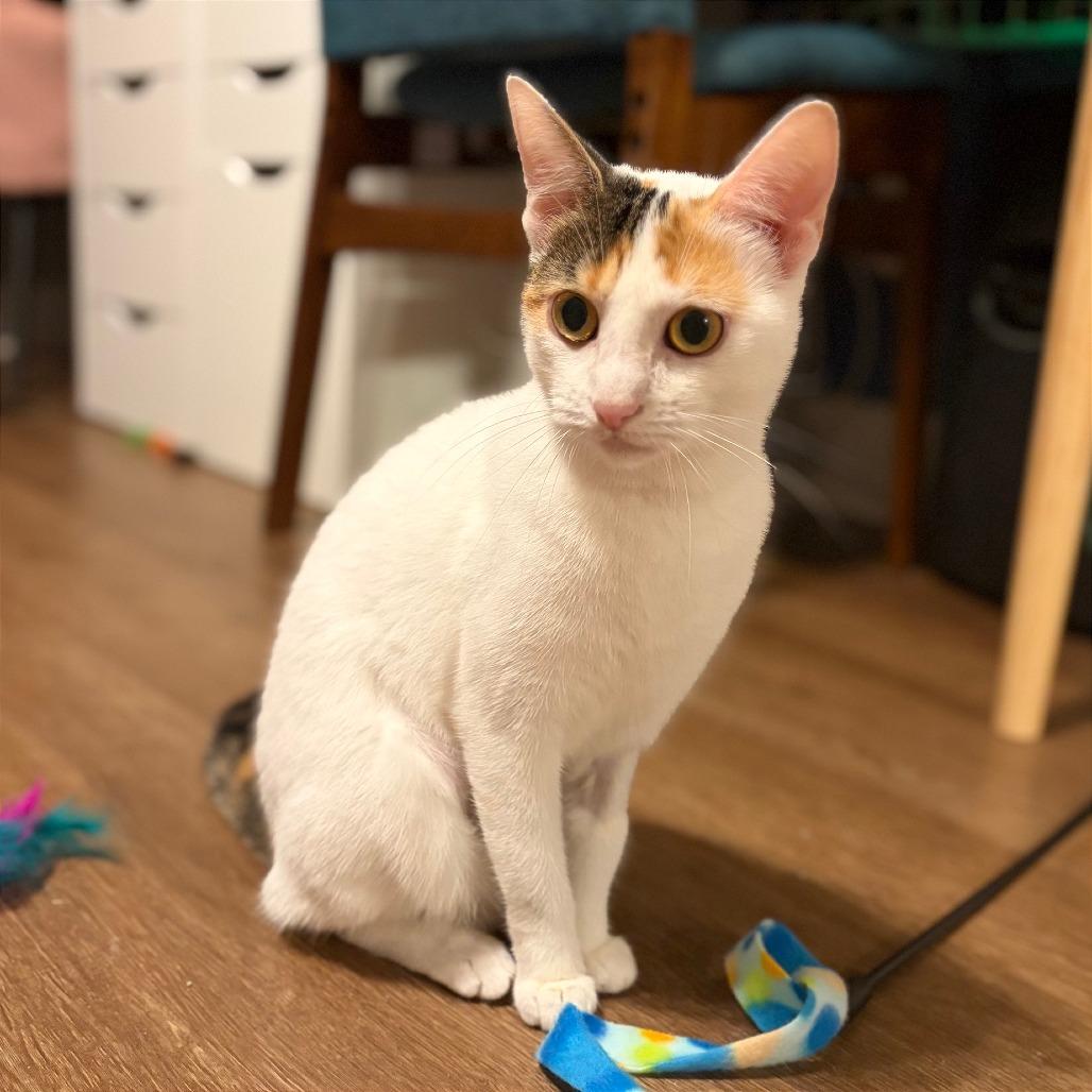 Enlarge Boots, a Adoptable Domestic Short Hair in Gibsonia, PA image 2/6
