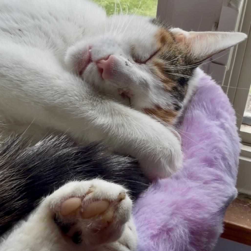 Enlarge Boots, a Adoptable Domestic Short Hair in Gibsonia, PA image 3/6