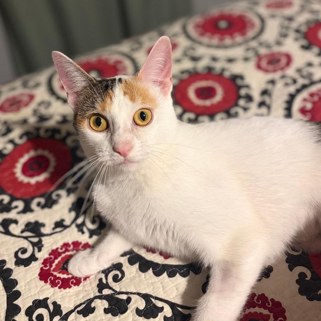 Enlarge Boots, a Adoptable Domestic Short Hair in Gibsonia, PA image 5/6