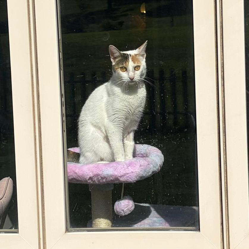 Enlarge Boots, a Adoptable Domestic Short Hair in Gibsonia, PA image 6/6