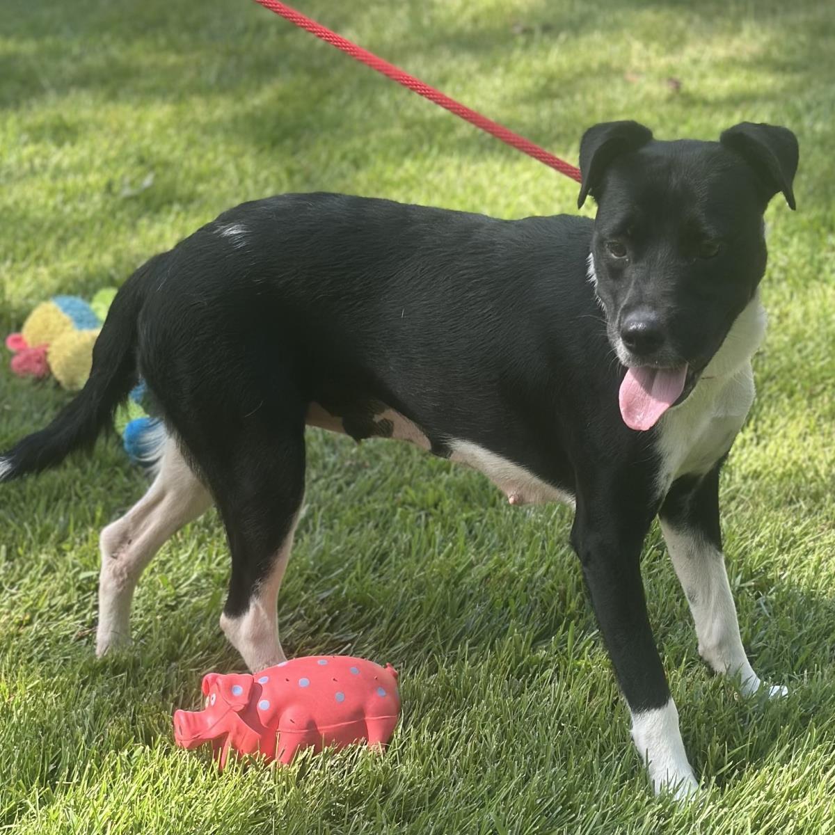 Ballena, Adoptable, Young Female Labrador Retriever & Terrier.