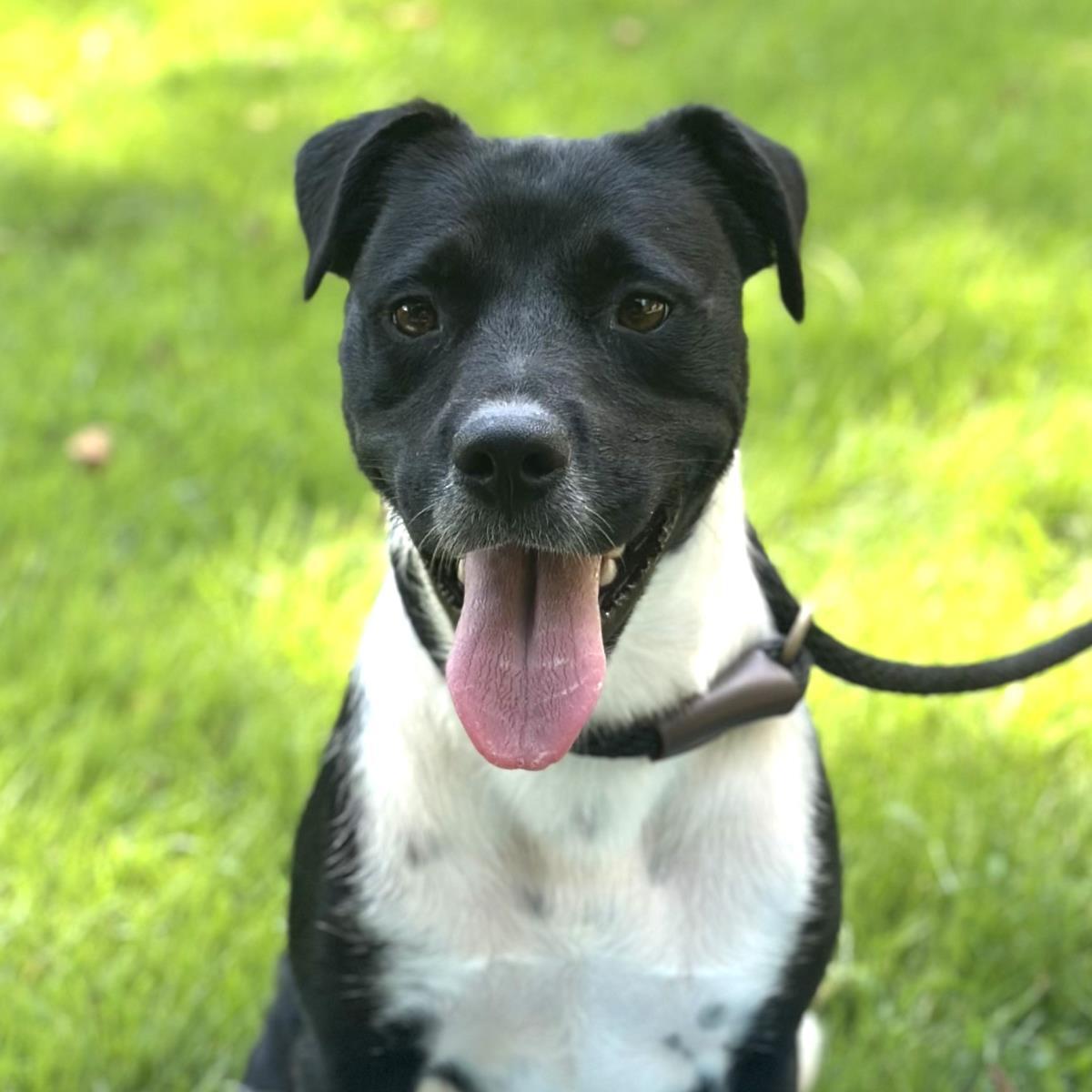 Ballena, a Adoptable mixed breed in Locust Fork, AL image 2/3