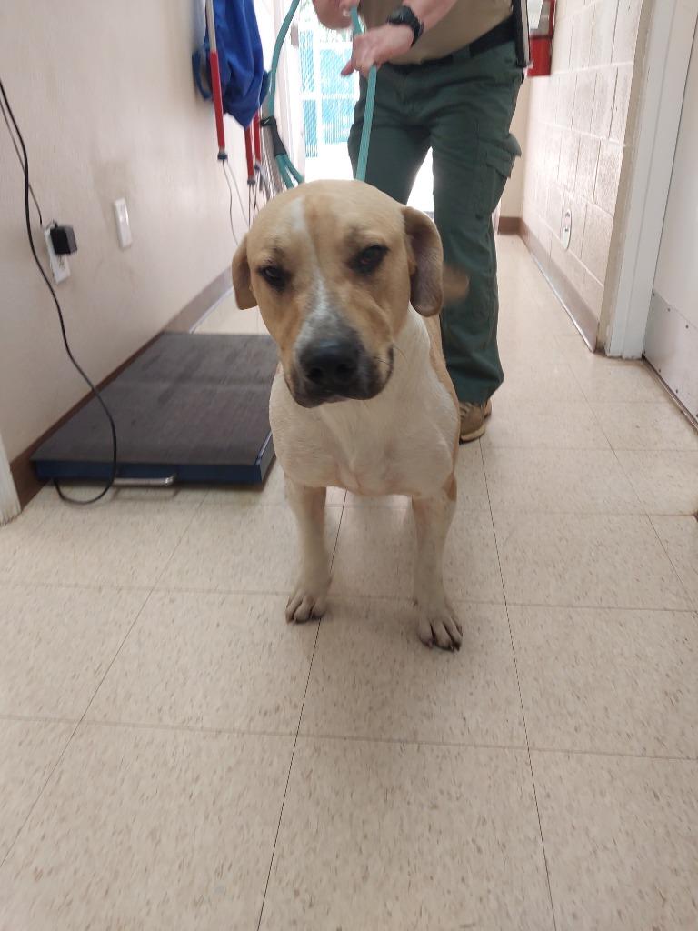 Enlarge In and Out Ln 1(Harley), a Adoptable mixed breed in Mocksville, NC image 1/1