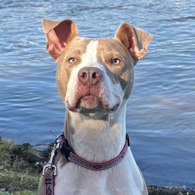 JAG, Adoptable, Young Male Mixed Breed.