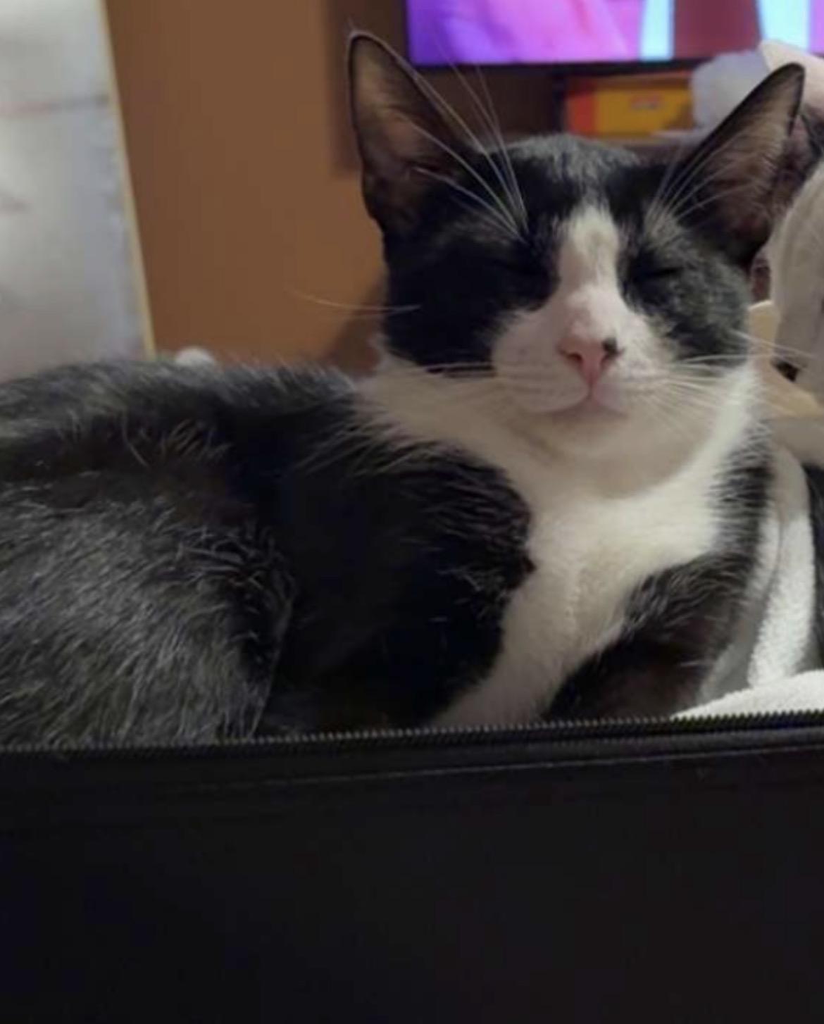Sebastian, a Adoptable Domestic Short Hair in Brattleboro, VT image 2/2