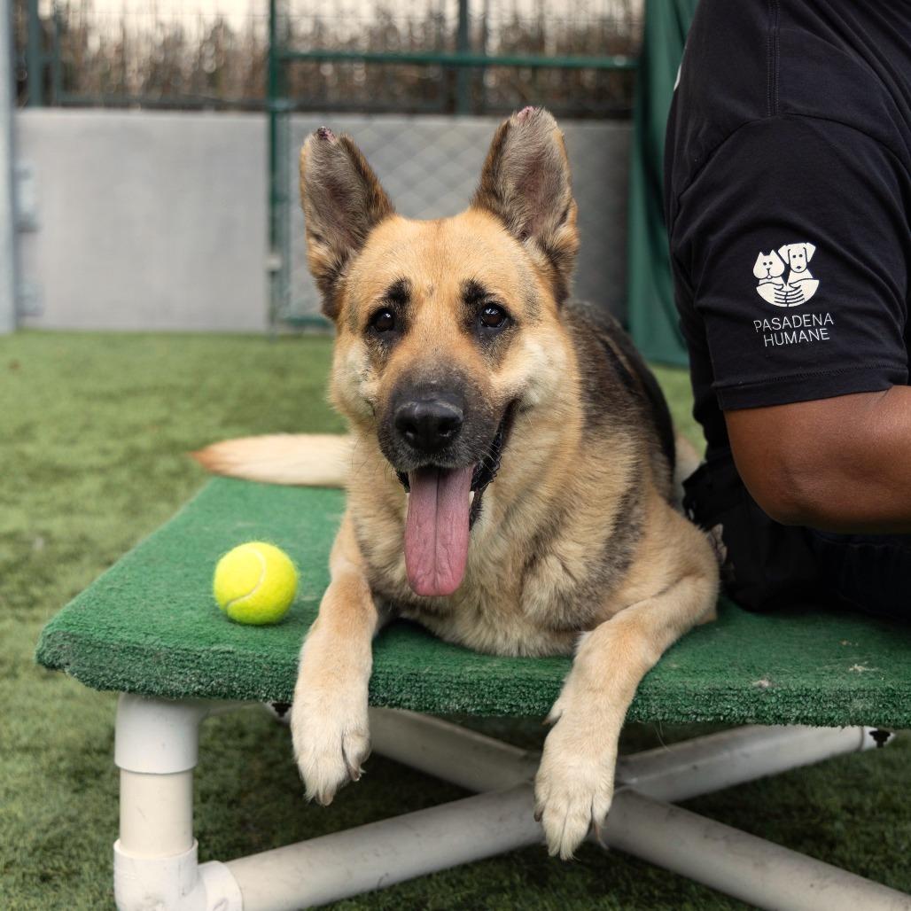 Saba, Adoptable, Adult Female German Shepherd Dog.
