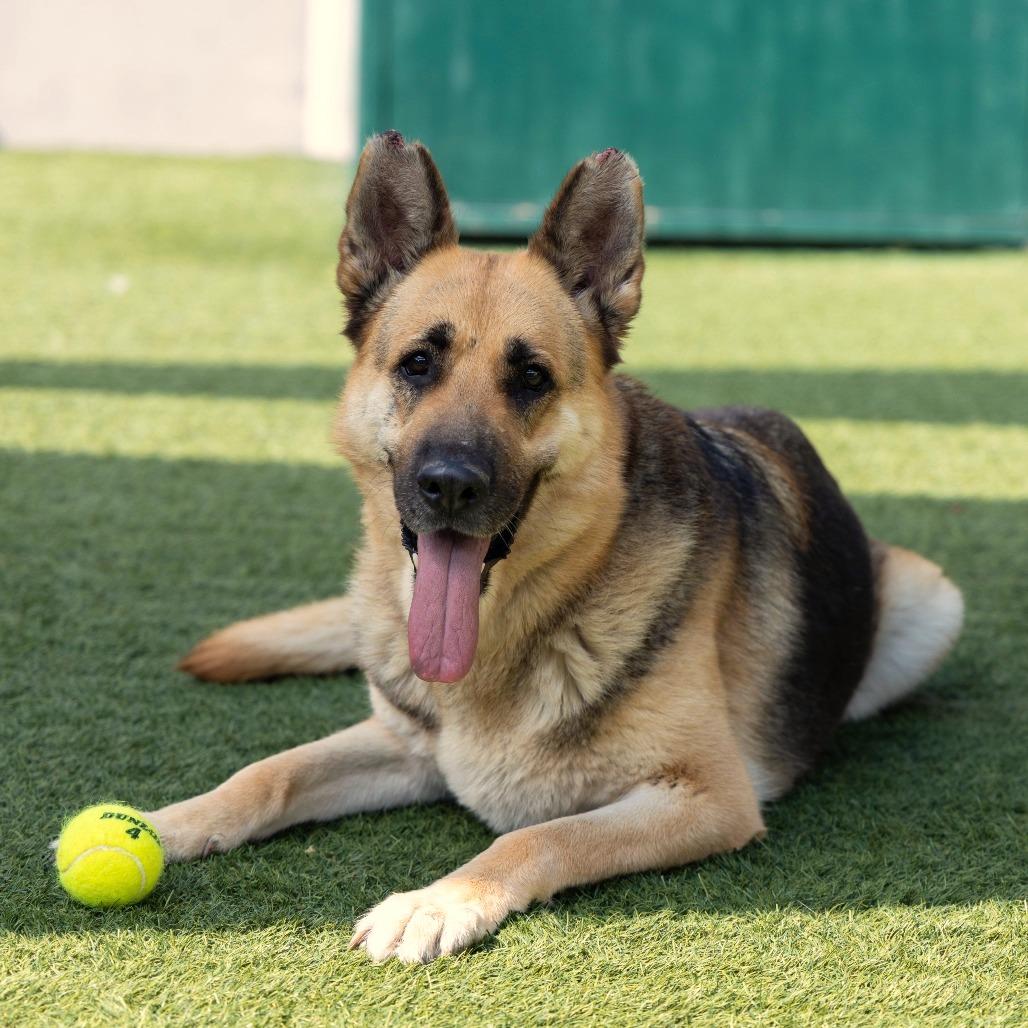 Enlarge Saba, a Adoptable German Shepherd Dog in Pasadena, CA image 2/6