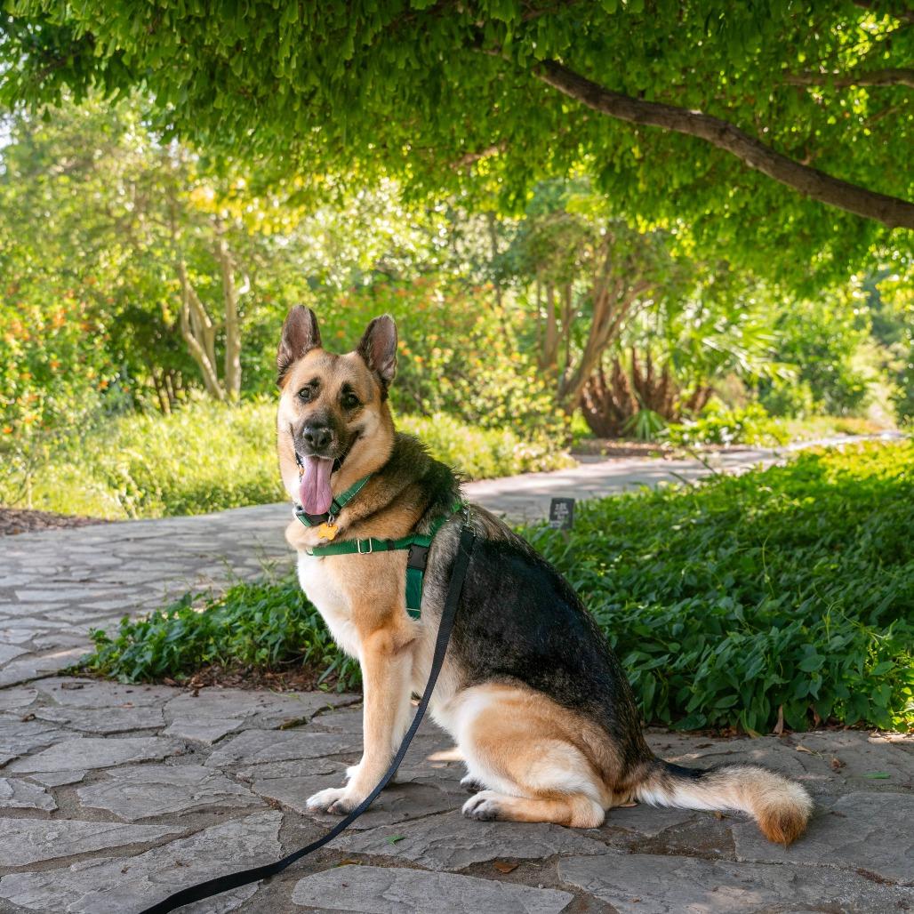 Enlarge Saba, a Adoptable German Shepherd Dog in Pasadena, CA image 1/6