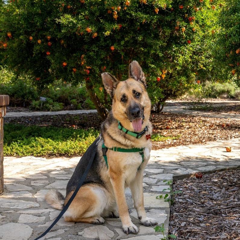 Enlarge Saba, a Adoptable German Shepherd Dog in Pasadena, CA image 2/6