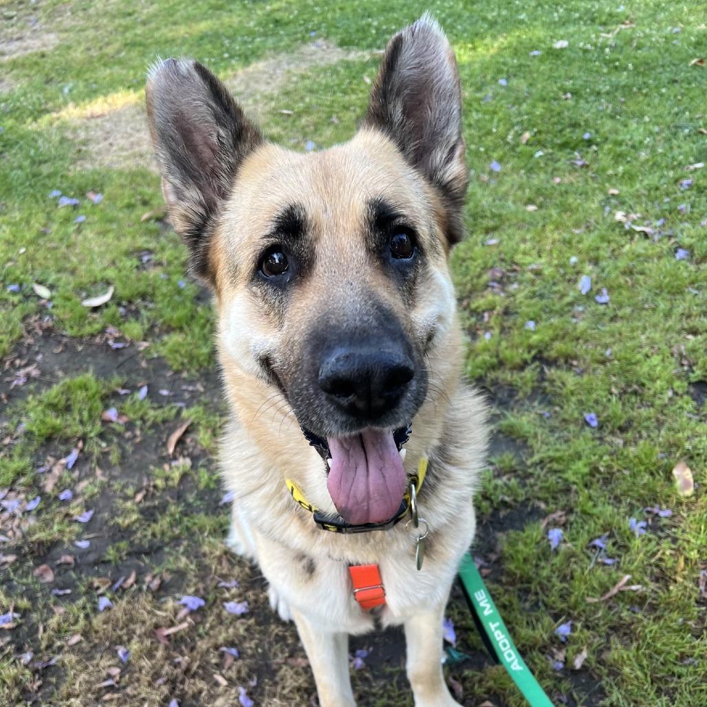 Saba, a Adoptable German Shepherd Dog in Pasadena, CA image 3/6