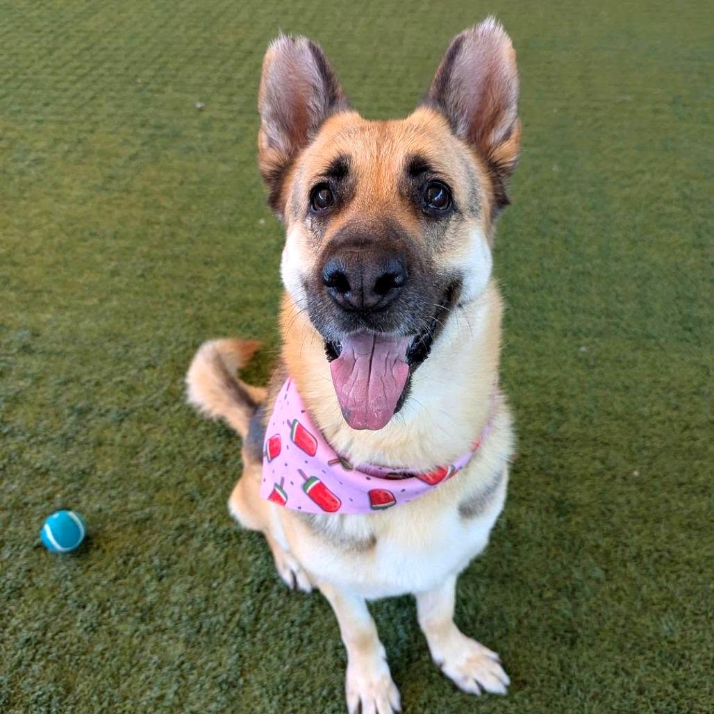 Enlarge Saba, a Adoptable German Shepherd Dog in Pasadena, CA image 4/6
