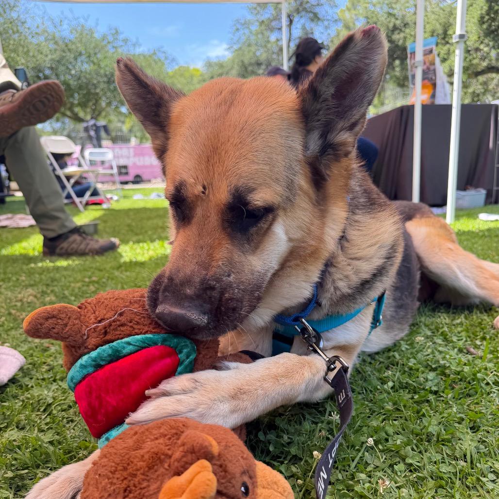 Enlarge Saba, a Adoptable German Shepherd Dog in Pasadena, CA image 3/6