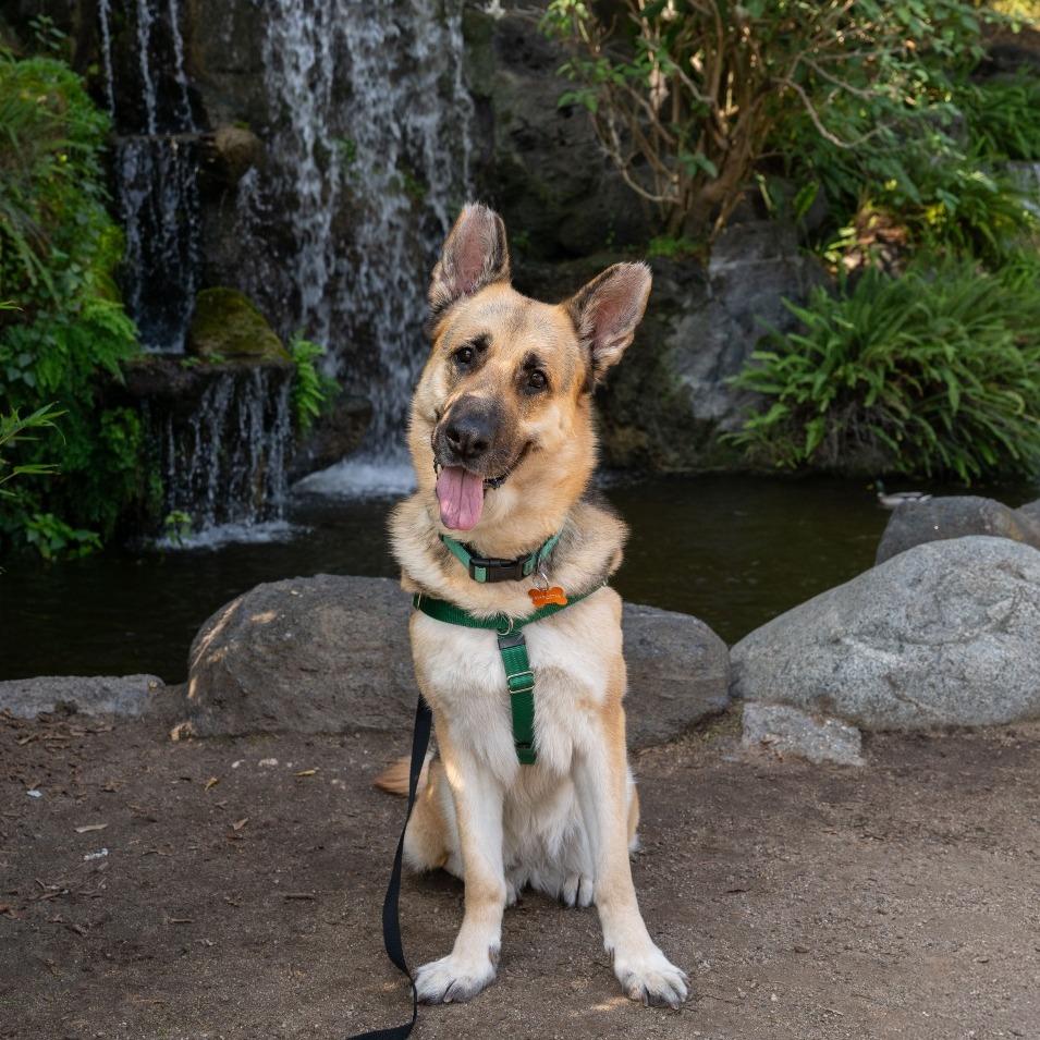 Enlarge Saba, a Adoptable German Shepherd Dog in Pasadena, CA image 3/6