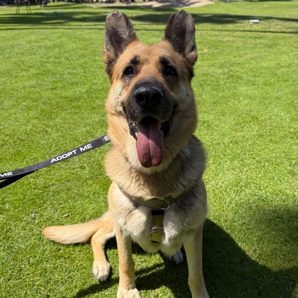 Enlarge Saba, a Adoptable German Shepherd Dog in Pasadena, CA image 4/6