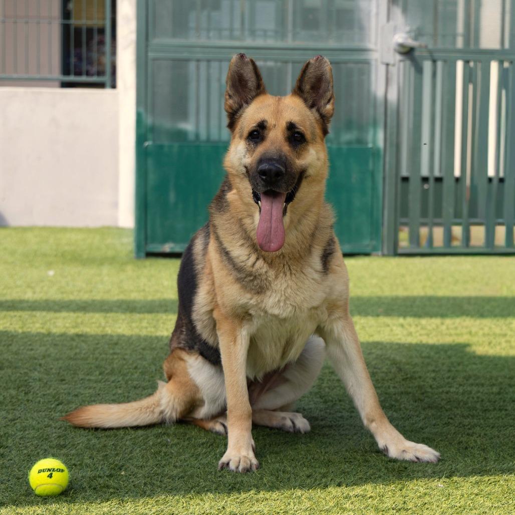 Enlarge Saba, a Adoptable German Shepherd Dog in Pasadena, CA image 5/6