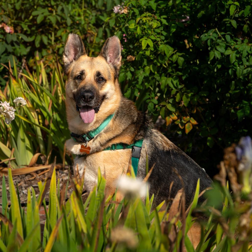 Enlarge Saba, a Adoptable German Shepherd Dog in Pasadena, CA image 4/6