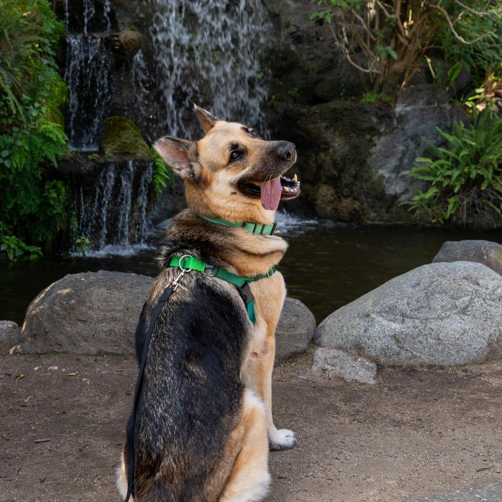 Enlarge Saba, a Adoptable German Shepherd Dog in Pasadena, CA image 5/6