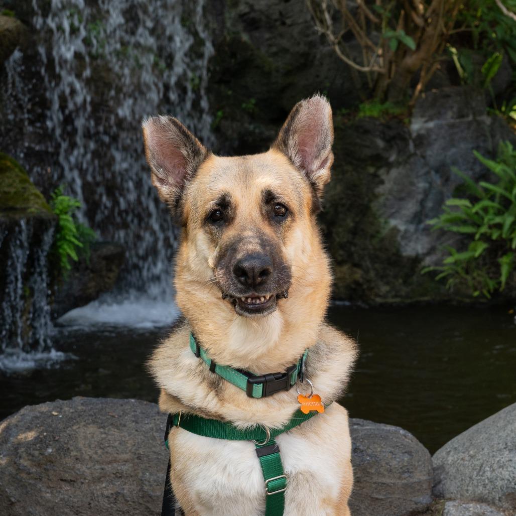 Enlarge Saba, a Adoptable German Shepherd Dog in Pasadena, CA image 6/6