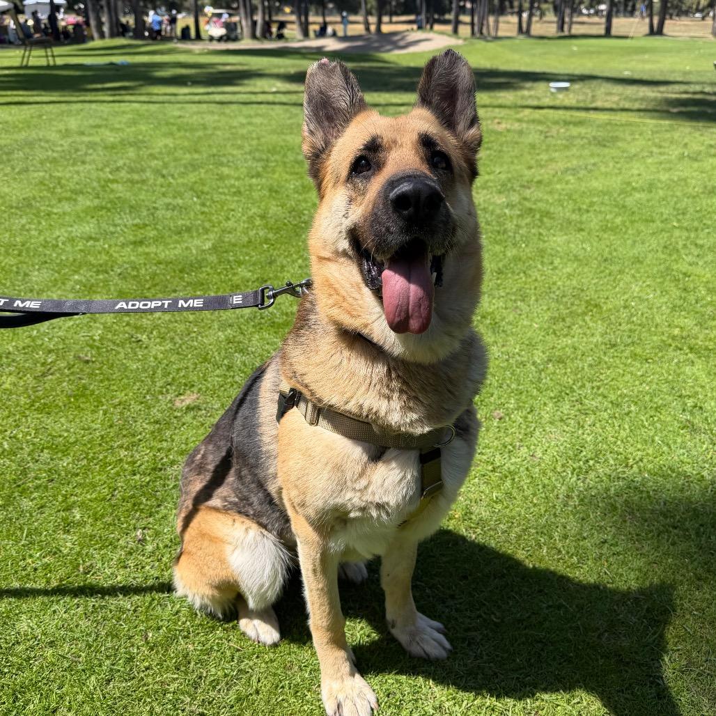 Enlarge Saba, a Adoptable German Shepherd Dog in Pasadena, CA image 6/6