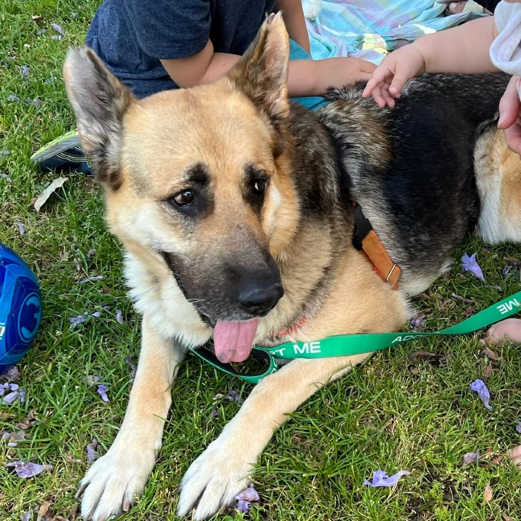 Enlarge Saba, a Adoptable German Shepherd Dog in Pasadena, CA image 6/6