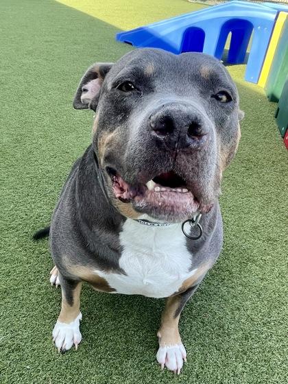 Titus, Adoptable, Adult Male Mixed Breed & Mixed Breed.