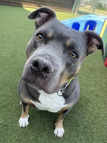 Enlarge Titus, a Adoptable mixed breed in Independence, MO image 2/3