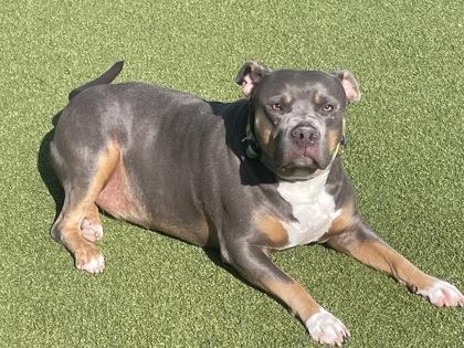 Enlarge Titus, a Adoptable mixed breed in Independence, MO image 3/3