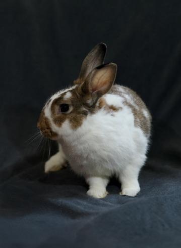 Enlarge Bunchie, a Adoptable Bunny Rabbit in Navarre, FL image 1/2