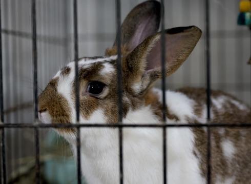 Enlarge Bunchie, a Adoptable Bunny Rabbit in Navarre, FL image 2/2
