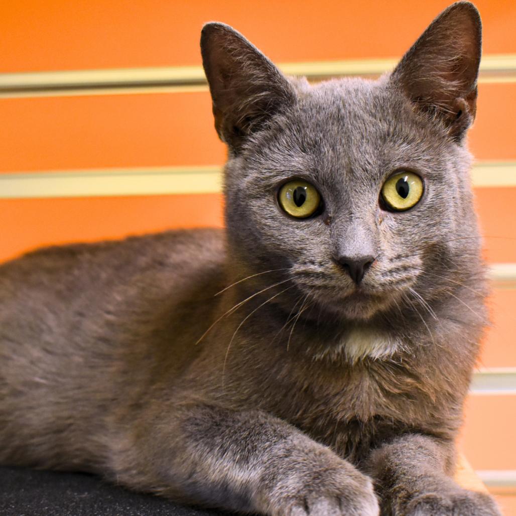 Grenada, Adoptable, Adult Male Domestic Short Hair.