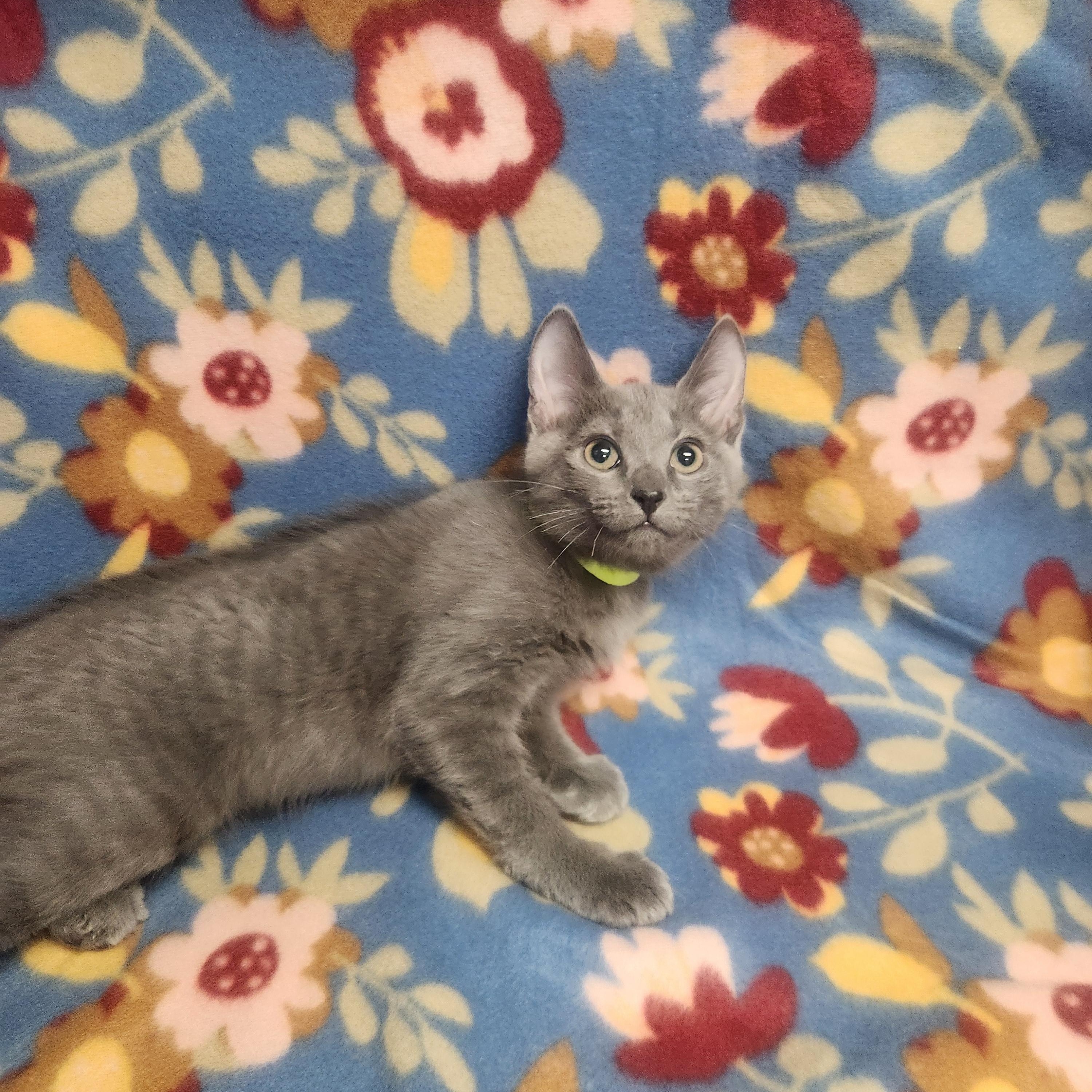 Chaz, ADOPTABLE, Kitten Male Domestic Short Hair.