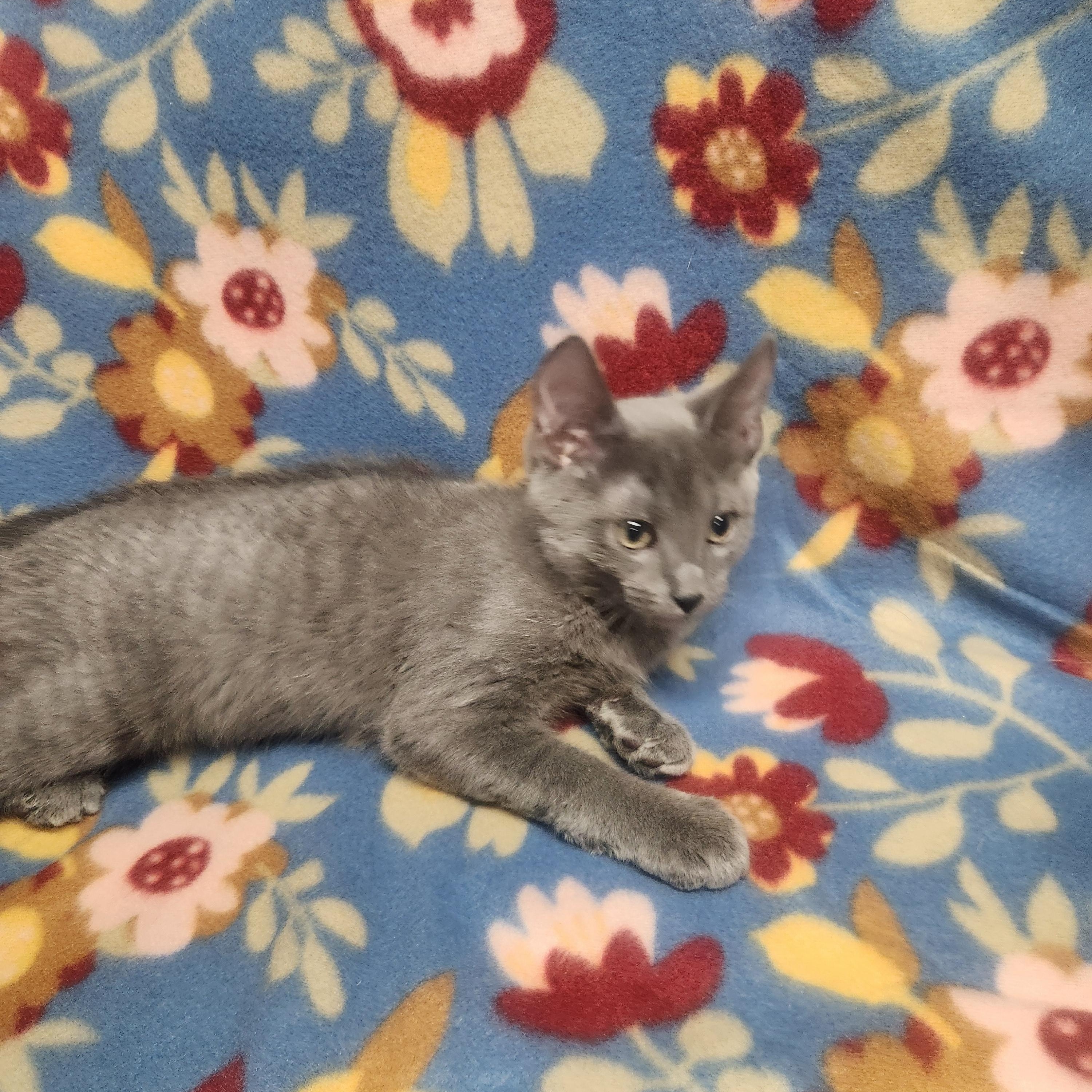 Chaz, a ADOPTABLE Domestic Short Hair in Hagerstown, MD image 2/3