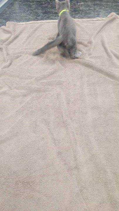 Enlarge Chaz, a ADOPTABLE Domestic Short Hair in Hagerstown, MD video 3/3