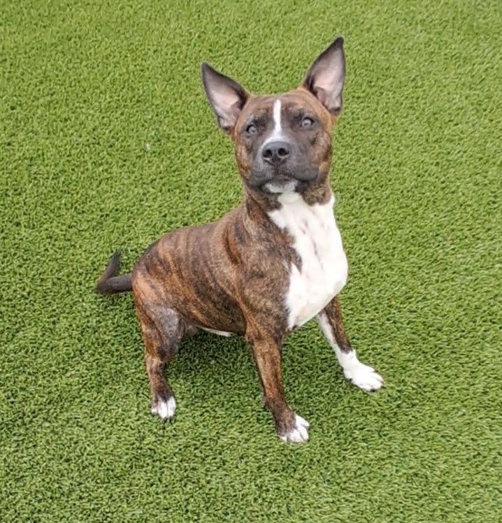 Ziti, ADOPTABLE, Young Male Staffordshire Bull Terrier.
