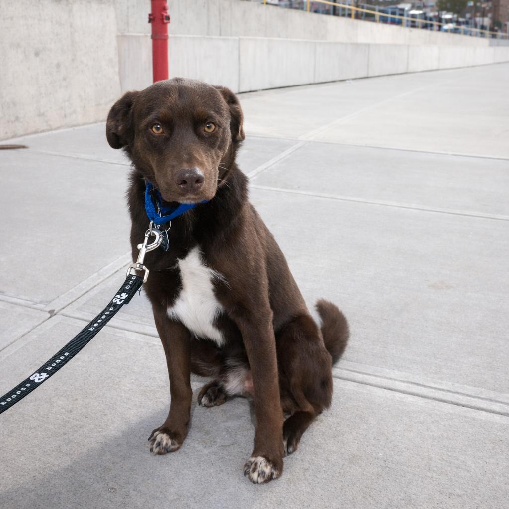 Enlarge Mack, a Adoptable Chocolate Labrador Retriever in Brooklyn, NY image 2/6