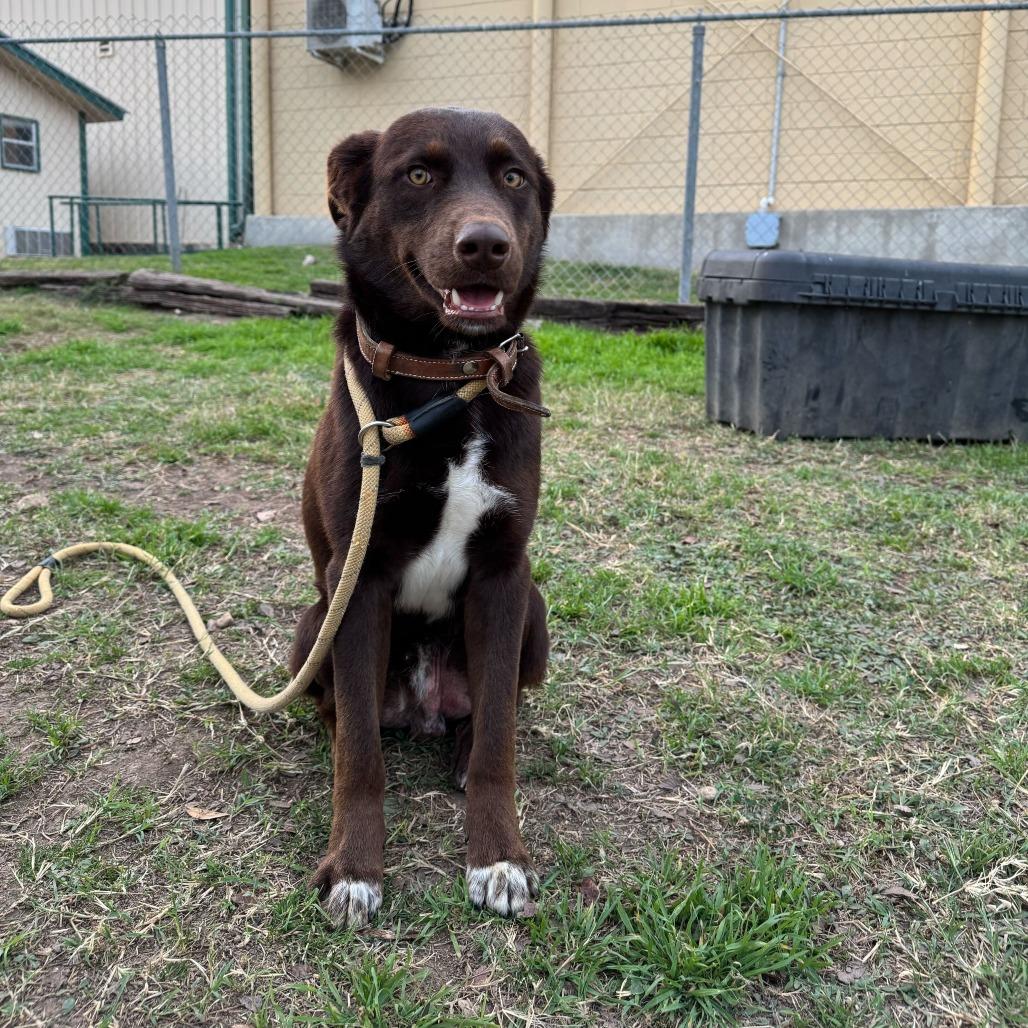 Enlarge Mack, a Adoptable Chocolate Labrador Retriever in Brooklyn, NY image 3/6