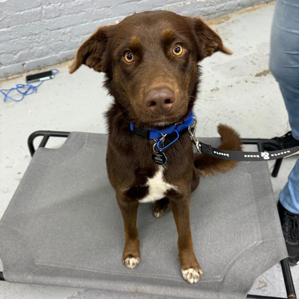 Enlarge Mack, a Adoptable Chocolate Labrador Retriever in Brooklyn, NY image 1/6