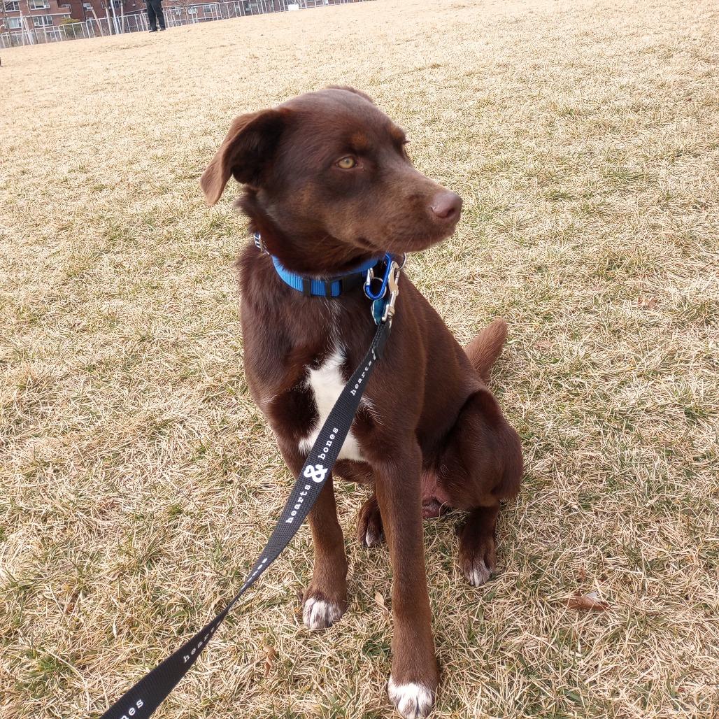 Enlarge Mack, a Adoptable Chocolate Labrador Retriever in Brooklyn, NY image 4/6