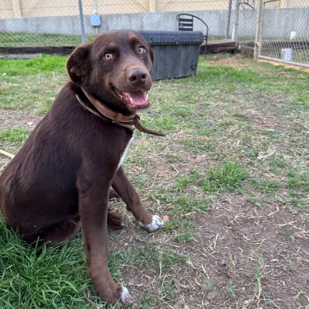 Enlarge Mack, a Adoptable Chocolate Labrador Retriever in Brooklyn, NY image 5/6