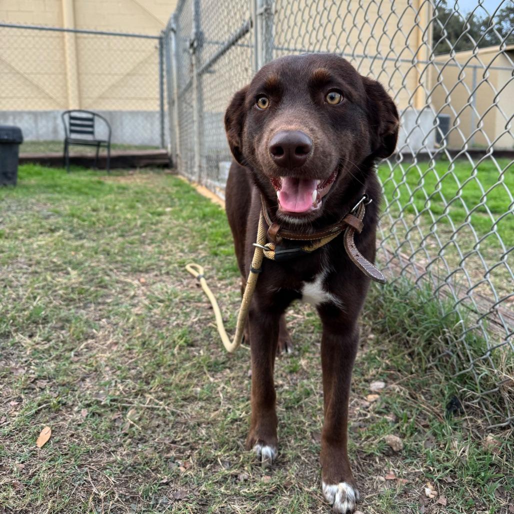 Enlarge Mack, a Adoptable Chocolate Labrador Retriever in Brooklyn, NY image 6/6