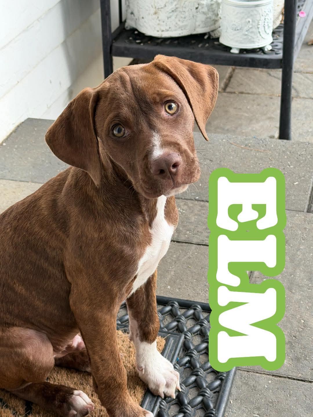 Elm, adoptable, Puppy Male Mixed Breed.