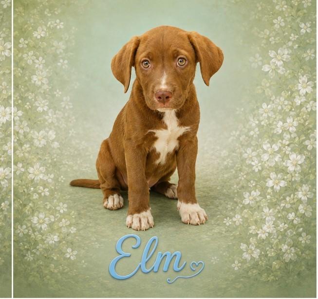 Enlarge Elm, an adoptable mixed breed in Toms River, NJ image 2/2