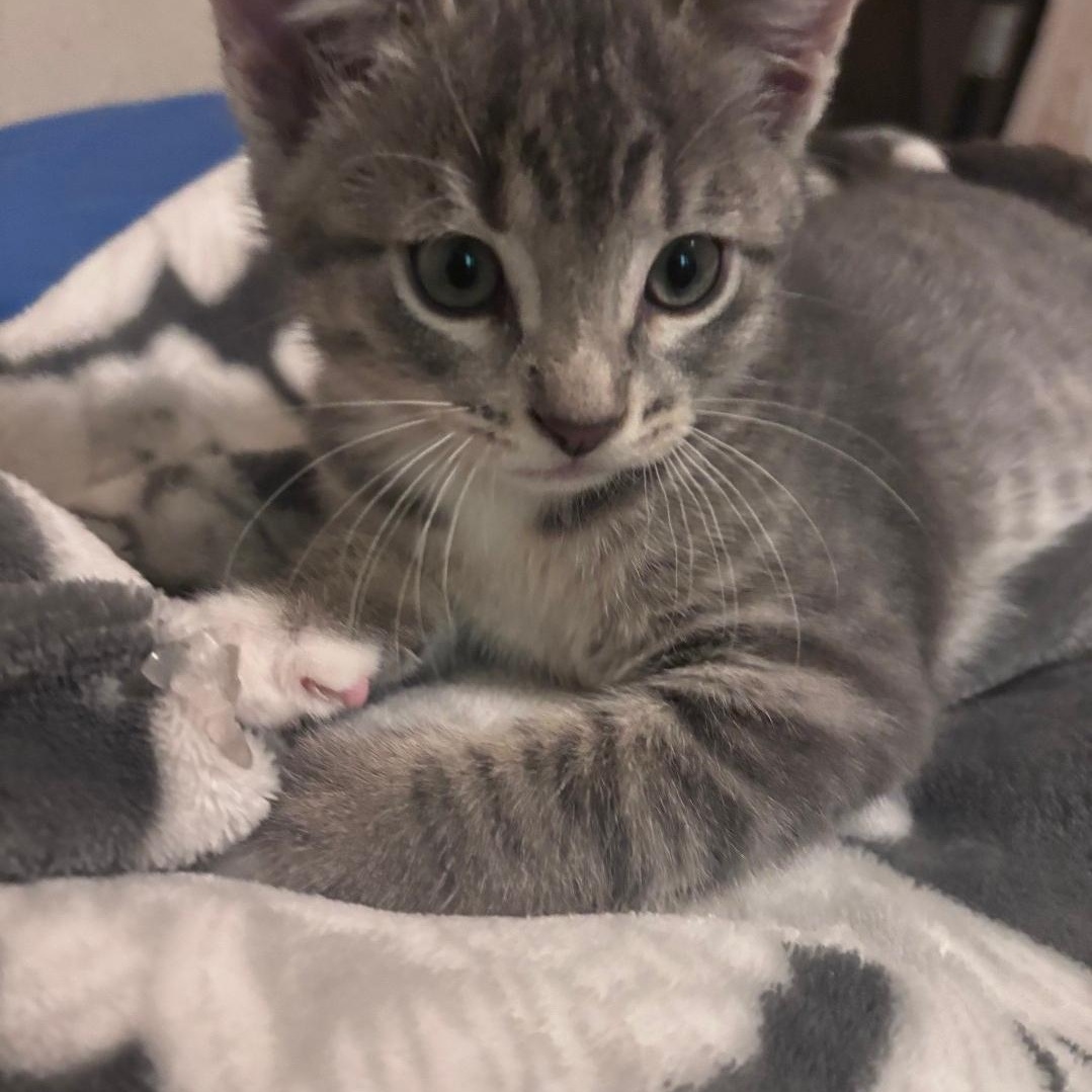 Peeta, adopted, Kitten Male Domestic Short Hair.