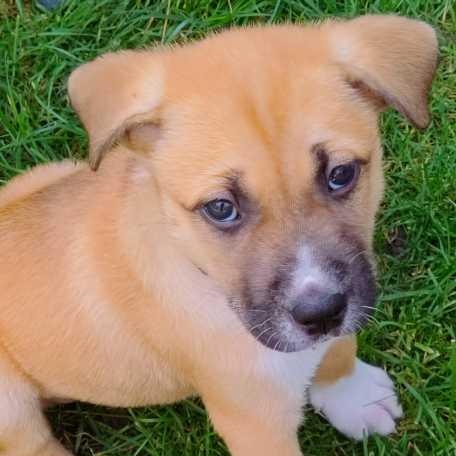 Chip, a ADOPTABLE Shepherd in Watertown, WI image 2/3