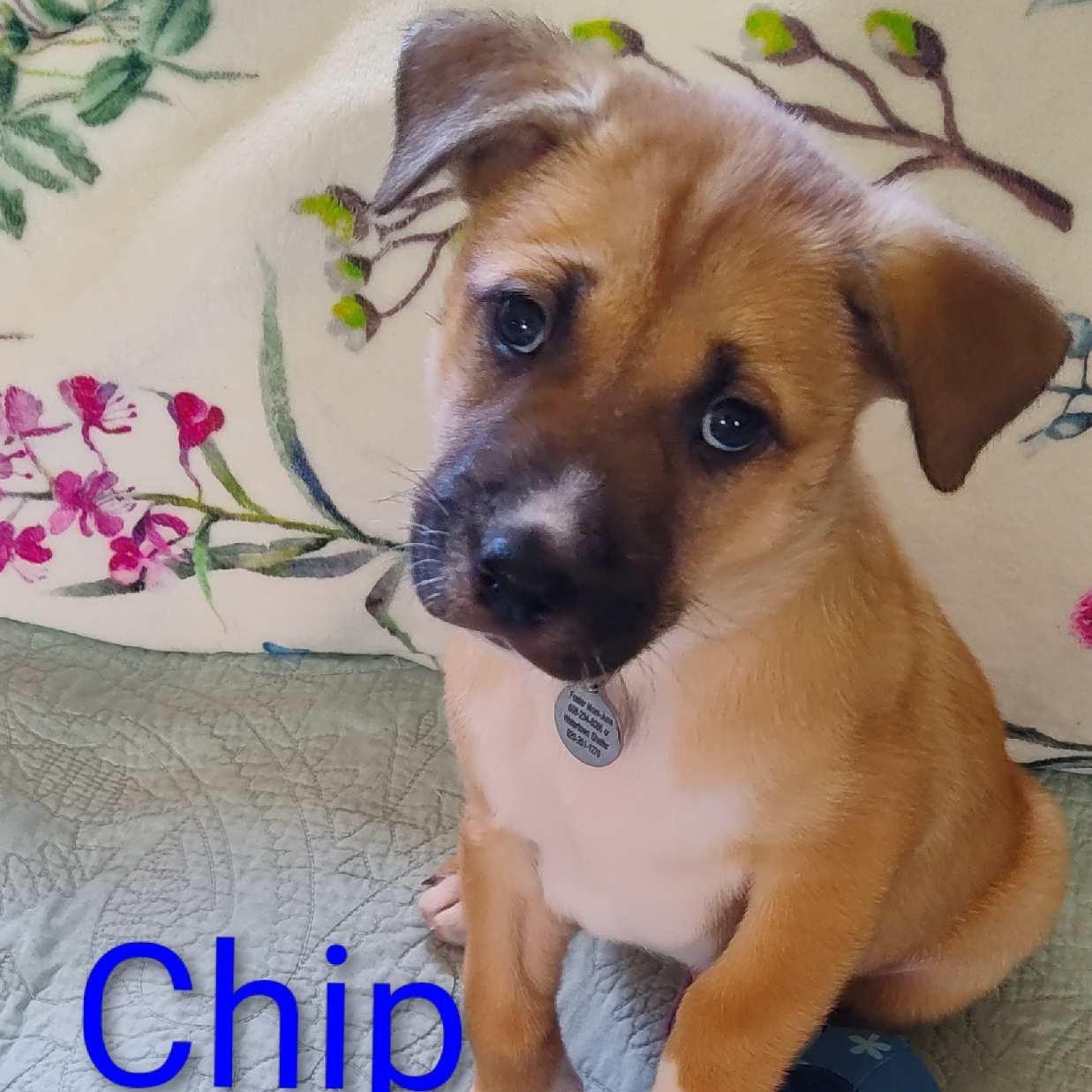 Chip, a ADOPTABLE Shepherd in Watertown, WI image 3/3